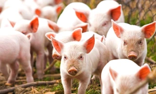 Bắt đối tượng trộm hàng chục con heo giống của dân