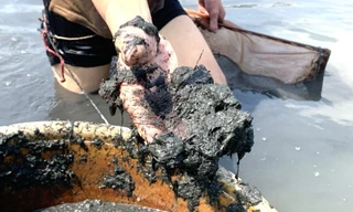 Săn ‘rồng đất’ mưu sinh, thu nhập tiền triệu mỗi ngày