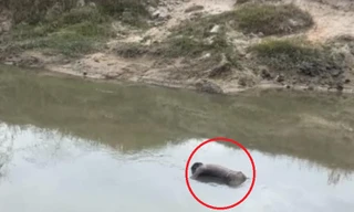 Thanh niên mất tích 4 ngày được tìm thấy dưới kênh nước ở Bình Dương