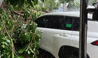 Mưa lớn làm cây cổ thụ bật gốc đè ô tô, gãy đổ nhiều cột điện ở Bình Dương