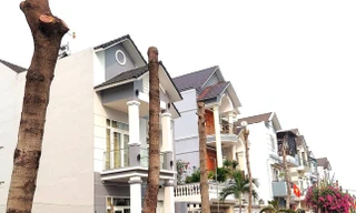 Loạt cây xanh bị 'bức tử' ở Bình Dương: Cư dân bức xúc, đơn vị quản lý nói làm đúng