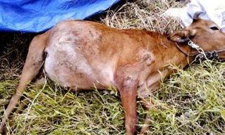 Xuất hiện virus lây nhanh gây chết động vật ở vùng biên giới