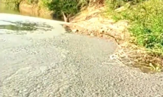 Tìm ra nguyên nhân khiến mặt nước Sông Bé trông như lớp bê tông đông cứng