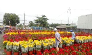 Làng hoa Tết đìu hiu, bán rẻ như cho vẫn ế ẩm 