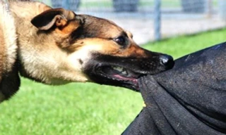 Hơn 13.000 người ở Bình Dương bị chó mèo, động vật cắn 