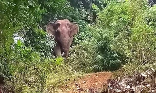 Voi rừng đột nhập nhà dân trong đêm