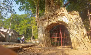 Độc đáo rễ cây đa ôm hai cổng đình hơn 200 năm ở Bình Dương