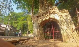 Độc đáo rễ cây đa ôm hai cổng đình hơn 200 năm ở Bình Dương