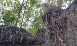 Sạt lở nghiêm trọng, hàng loạt cây trồng ‘mất chân’ đe dọa nhà dân ở Bình Dương