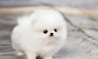 Bắt hai đối tượng trộm đàn thú cưng giá trị lớn