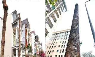 Hàng loạt cây xanh bị 'bức tử' ở Bình Dương