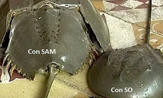 7 người ngộ độc, cháu bé tử vong nghi do ăn sam biển Vũng Tàu