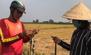 Doanh nghiệp tạm nghỉ vì dịch, công nhân đua nhau ra đồng bắt chuột 