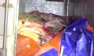 Bình Dương: Hơn 10 tấn thịt heo thối được phát hiện đang vận chuyển đi tiêu thụ 