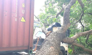 Tài xế container hoảng hồn khi cây xanh cổ thụ bất ngờ đè bẹp cabin 