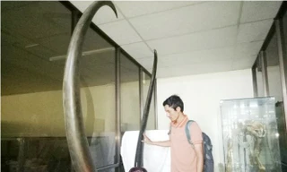 Chiêm ngưỡng sừng trâu vô danh ‘độc nhất vô nhị’ ở Bình Dương