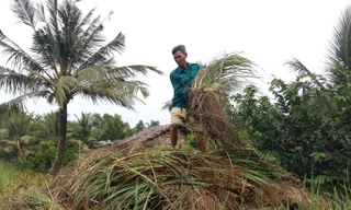 Ông Y ngậm ngùi đứng trên đống sả chất cao như núi. Ảnh: Kim Hà.
