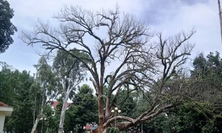 Cây di sản trong khuôn viên Bảo tàng Đắk Lắk đã chết khô.