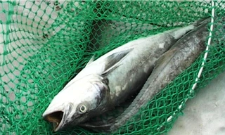 Chưa rõ nguyên nhân hàng tấn cá nuôi ở Huế chết bất thường