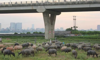 Cặp vợ chồng chăn đàn trâu 200 con dưới chân cầu Vĩnh Tuy