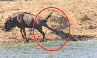 Cá sấu liên tiếp tấn công con linh dương đầu bò đáng thương. Ảnh: Caters News Agency.