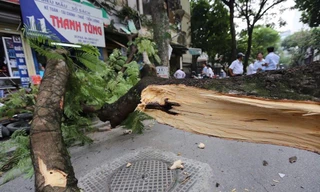 Cận cảnh cổ thụ bất ngờ gãy đổ, nhiều người thoát chết trong gang tấc