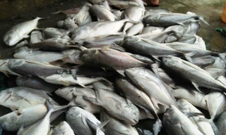 Cá chết tại vùng cửa biển Tư Hiền (huyện Phú Lộc, TT-Huế) chủ yếu là những giống đặc sản như cá vẩu, cá mú rất có giá trị, gây thất thu lớn cho hàng trăm ngư dân. 