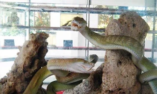 Giải mã sự thật về rắn hổ mây khổng lồ