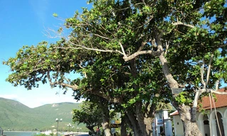 Hàng bàng đầu cầu tàu 914