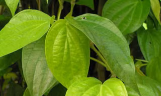 Lá trầu không chữa bệnh phổi