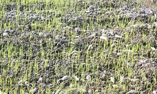 Khoai mì hoang mang, khoai lang tức tưởi