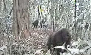 Loài khỉ đột Sông Cross đang đứng trước nguy cơ tuyệt chủng.