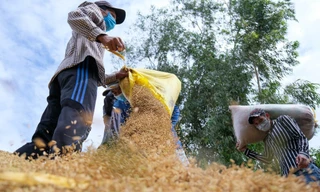 Thêm Nga và UAE cấm xuất khẩu gạo, 3 tỷ người trên thế giới lo lắng