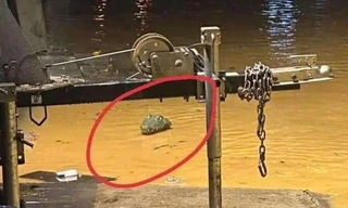 Dùng súng bắn thuốc mê bắt 2 con cá sấu nặng hơn 100 kg/con sổng chuồng do mưa lũ