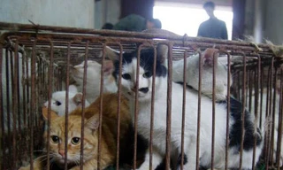 Những con mèo bị nhốt trong lồng được phát hiện tại lò giết mổ ở thành phố Hoài An, Trung Quốc