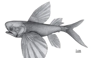 Công bố loài cá bay cổ nhất thế giới