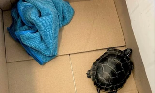 Khách nam đi máy bay giấu rùa sống trong... quần 