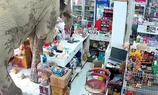 Hú vía cảnh voi đột nhập cửa hàng tìm... đồ ăn vặt