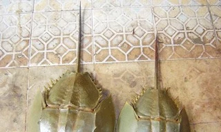 Cách cứu người bị ngộ độc so biển