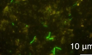 Phát hiện sốc: Đàn sinh vật sống sót sau 2 tỉ năm bị nhốt trong đá