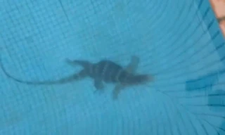 Phát hiện kỳ đà quý hiếm dưới hồ bơi căn hộ cao cấp ở TPHCM