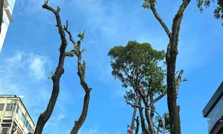 Hàng loạt cây xanh lâu năm ở TPHCM bị cắt tỉa trơ trụi sau các sự cố