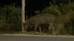 Xôn xao thông tin con nai to bằng con bò xuất hiện ở Rừng Sác