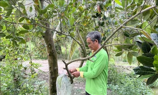 Người dân Long An chờ mưa 'cứu' cây ăn trái