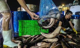 Chợ cá lóc lớn nhất TPHCM tất bật trước ngày vía Thần Tài