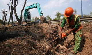Hàng trăm cây xanh được di dời để thi công nút giao lớn nhất TPHCM