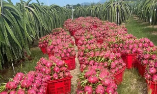 Thanh long nghịch vụ rớt giá 'sốc', còn 2.000 đồng/kg