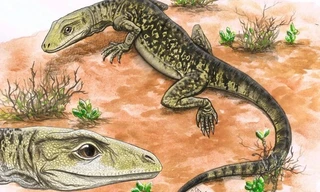 Loài bò sát 205 triệu tuổi vừa được tìm thấy 'làm rung chuyển lịch sử tiến hóa'