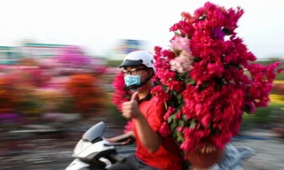 Con đường dọc kênh Tham Lương rực rỡ dịp Tết Nguyên đán