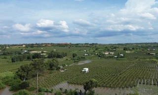 Do đâu hàng trăm hecta thanh long Bình Thuận bị ngập chỉ sau vài cơn mưa?